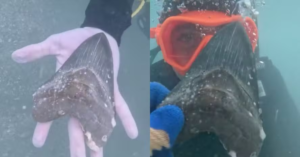 Adolescente encontra raro dente de megalodonte durante passeio na Flórida