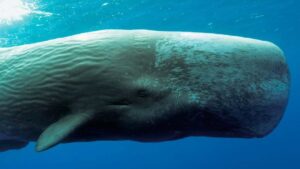 Cientistas Desvendam o Segredo da Comunicação das Baleias Cachalotes
