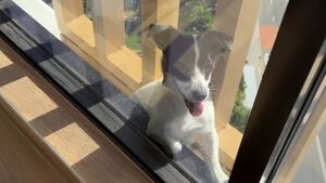 Cadela Desaparecida há 2 Dias é Resgatada do 13º Andar na Austrália