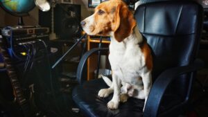 Cães conseguem afinar uivo para acompanhar músicas de Lady Gaga, revela estudo surpreendente