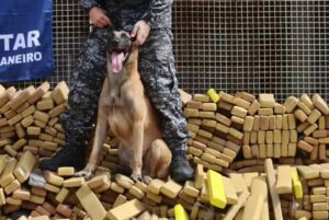 Cão Hulk vai ganhar Medalha Tiradentes após descobrir 48 toneladas de maconha na Maré