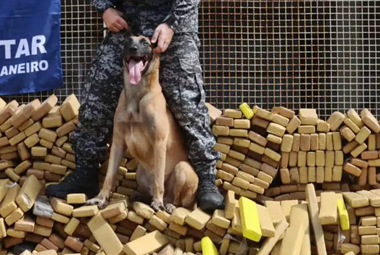 Cão Hulk vai ganhar Medalha Tiradentes após descobrir 48 toneladas de maconha na Maré