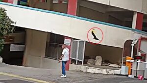 Calvos tomando surra de corvos em Singapura — bicho tá insano!