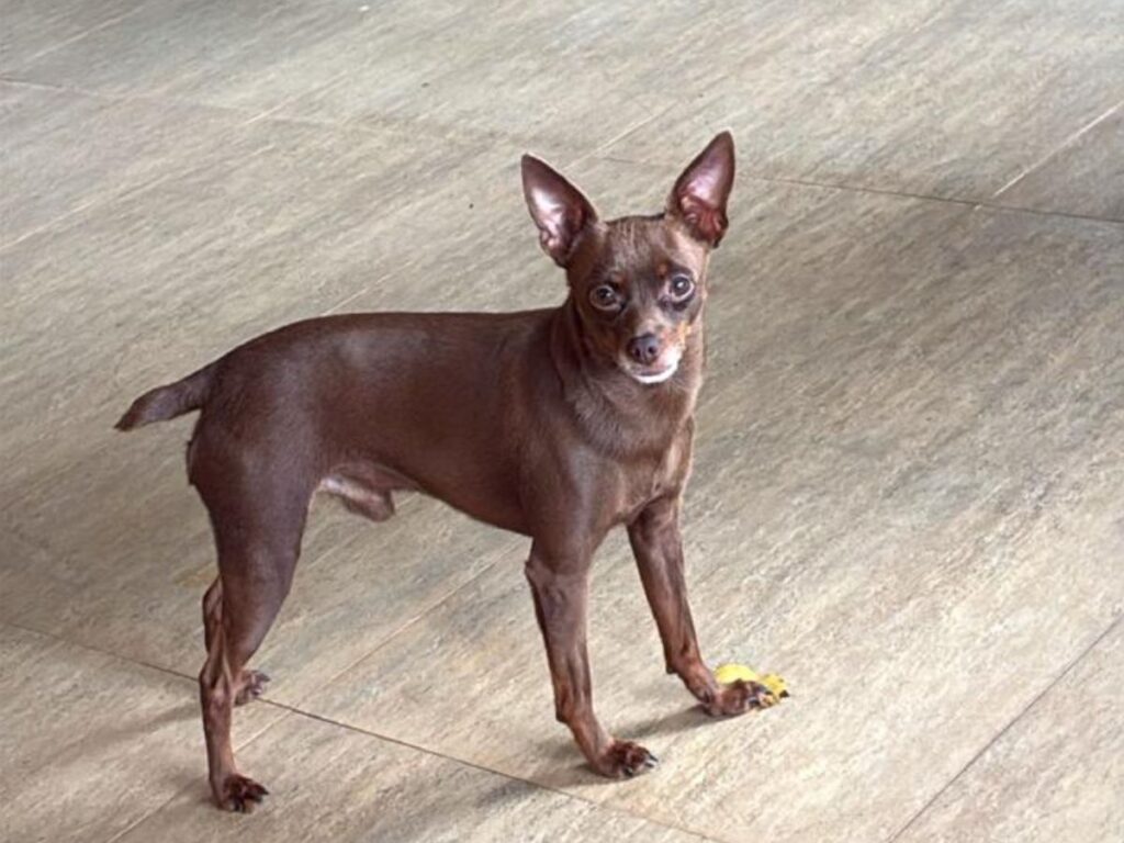 Edson da Dupla Hudson e Edson Faz Apelo Desesperado: Cachorrinho Desaparecido em SP