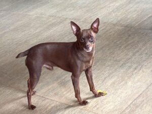 Edson da Dupla Hudson e Edson Faz Apelo Desesperado: Cachorrinho Desaparecido em SP