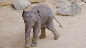 Filhote de Elefante Rejeitado pela Mãe Ganha uma ‘Madrasta’ de Ouro em Zoológico dos EUA