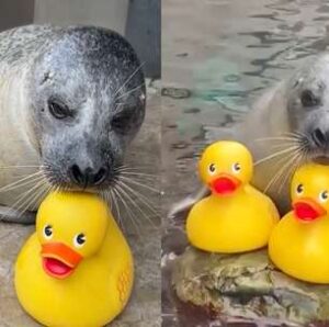 Foca de 32 anos viraliza com amor obsessivo por patos de borracha