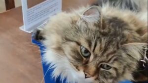 Gato ‘assistente social’ viraliza ajudando universitários estressados no Reino Unido!