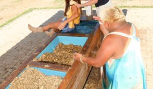 Nicole Bahls leva cabeçada de vaca e cai no bebedouro! Vídeo é de cair na gargalhada