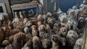 Resgate chocante: 250 cães encontrados em abandono gera alerta sobre campanha de castração