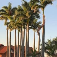 Fazenda de Sabrina Sato é paraíso ecológico com 70 campos de futebol de plantação