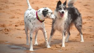 Cientistas revelam o motivo CHOCANTE do cérebro dos cães ficar menor ao longo dos anos