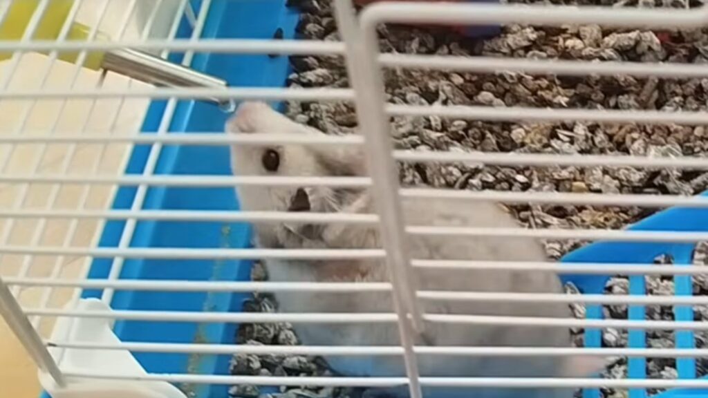 Hamster carregador: criador de conteúdo usa roda do pet para carregar celular