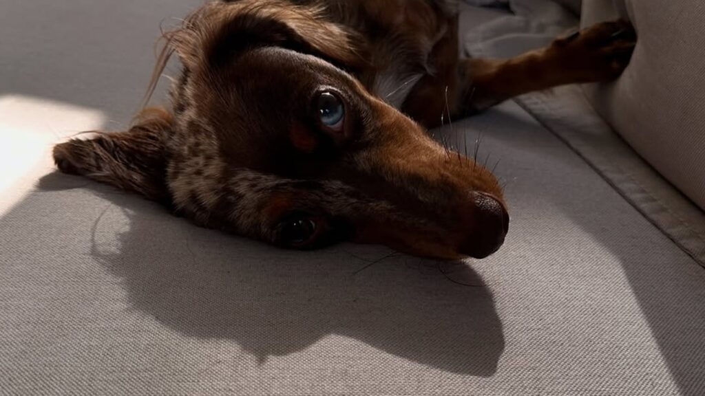 Granola: o cachorro que está ajudando Piquerez na recuperação