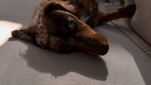 Granola: o cachorro que está ajudando Piquerez na recuperação