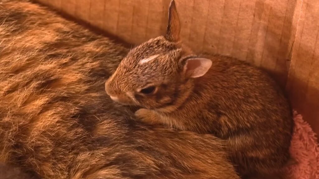 Gata Resgatada Surpreende Família ao Adotar Filhote de Coelho nos EUA