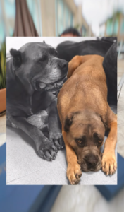André Marques transforma cinzas de sua cachorra em diamantes e fará joia com as do pai