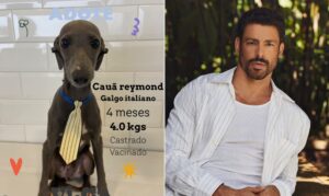 Internautas fazem campanha viral para cachorro Cauã Reymond ser adotado pelo ator