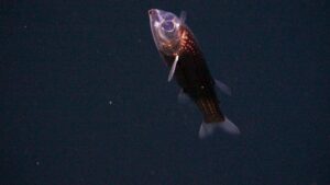 Descoberta Sensacional: Peixe com Cabeça Transparente Aparece Perto do Brasil!
