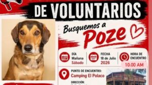 Cachorro Brasileiro Desaparece na Patagônia e Família Organiza Buscas Desesperadas