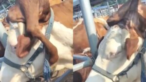 Vaca Nasce com Pata Extra na Cabeça e Vira Sensação na China!