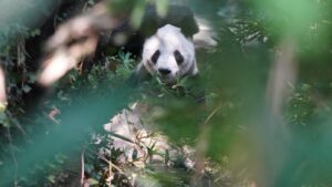 Xin Xin, a Panda Gigante Única da América Latina, Completa 36 Anos de Pura Fofura
