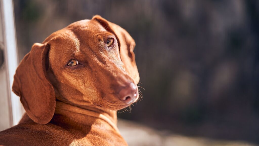 Seu cachorro dorme ao sol? Descubra o que está por trás desse hábito fofo
