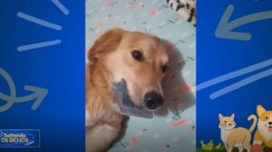 Cachorro Jack Faz Sucesso ao Aparecer com Dinheirinho para Comprar Ração