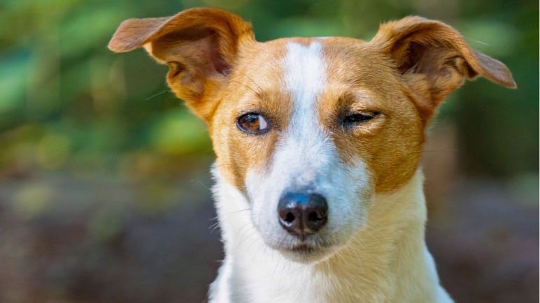 Ciência comprova: cachorro pisca para se comunicar com você!