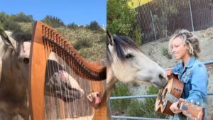 Cavalo Talentoso Viraliza ao Tocar Harpa e Violão