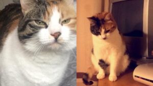 Gata Desaparecida por 10 Anos Volta No Aniversário da Tutora: História Emocionante!