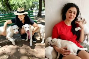 Letícia Sabatella se emociona com reencontro de cães após batalha na Justiça