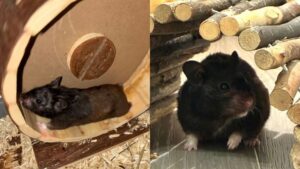 Hamster Mollie Viraliza em App de Corrida ao Superar Humanos