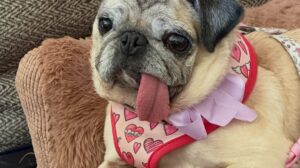 Pug de 6 Anos Vence Concurso de Cachorro Mais Feio do Mundo e Embolsa R$ 25 Mil!