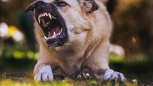 Cuidado! Casos de Raiva em Pets Reacendem Alerta no Brasil