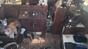 Mais de 30 Gatos Resgatados em Barco Abandonado nos EUA