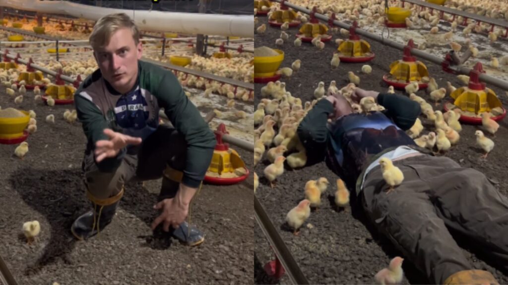 Agroboy viraliza com tutorial hilário para chamar pintinhos na roça
