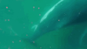 Baleia é flagrada ‘chorando’ após morte de filhote em vídeo que choca cientistas