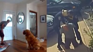 Golden retriever conquista a internet ao tentar brincar com bandido que invadiu sua casa