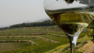 Na Minha Taça: Descubra Milo, o Paraíso da Uva Carricante no Vulcão Etna