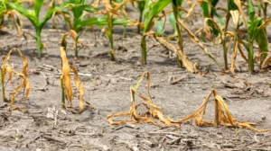 Amazonas decreta emergência em saúde por 180 dias após seca severa isolar 562 comunidades