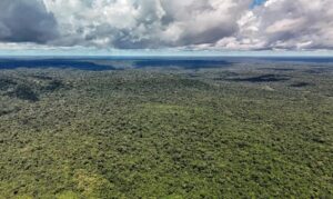 Amazônia atinge o menor desmatamento em 41 anos segundo dados do MapBiomas