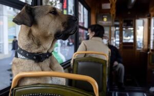 Boji, o cachorro turco acusado injustamente: a história viral que tocou o coração