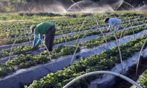 Brasil supera EUA e projeta liderança mundial em exportações agrícolas